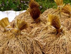 Legislator Kaltim Soroti Menurunnya Hasil Produksi Gabah Di Kaltim