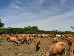 Peternakan Sebagai Komoditas Penting, DPRD Kaltim Harap Manfaatkan Peluang Hadirnya IKN