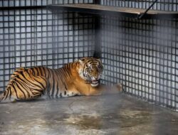 Peliharaan Satwa Liar Mesti Di Perketat, Jahidin : Guna Keselamatan Orang Banyak