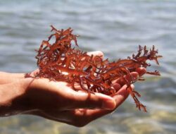 Sektor Perikanan dan Budidaya Rumput Laut