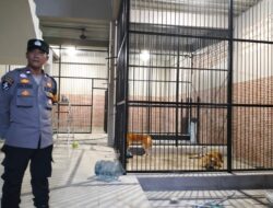 Pria Asal Samarinda Tewas Diterkam Harimau Majikannya