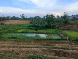 Desa Sumbersari Siap Jadi Lumbung Pangan Pertanian