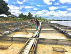 Tingkatkan Sektor Pertanian dan Perikanan di Desa Perjiwa