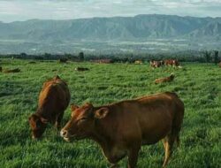 Manfaatkan Lahan Ex-Tambang, Kecamatan Sangasanga Canangkan Peternakan Sapi