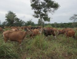 Distanak Kukar Harapkan Adanya Penambahan Bibit Sapi, Guna Penuhi Kebutuhan Pasokkan Daging
