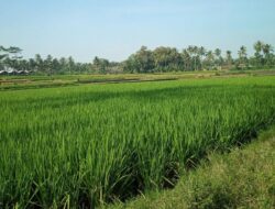 Peningkatan Hasil Pertanian Di Desa Sidomulyo Berkat Program Infrastruktur Pertanian