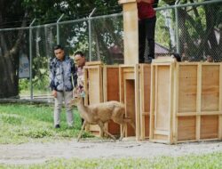 Pj Bupati PPU, Makmur Marbun, Dampingi Pelepasan Rusa Sambar Ke Penangkaran Baru Di Wilayah Kantor Bupati