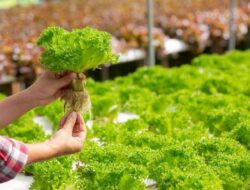 Tak Punya Lahan Bukan Penghalang Bagi Desa Muara Enggelam, Untuk Penuhi Kebutuhan Gizi