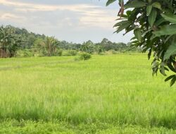 Camat Tenggarong Seberang Harap Gen Z Lirik Sektor Pertanian