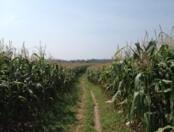 Desa Embalut Sulap Lahan Ex Tambang, Jadi Ladang Jagung