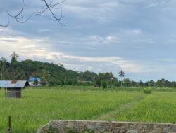 Sektor Pertanian Di Kecamatan Kota Bangun Darat Alami Kemajuan Signifikan