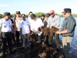Potensi Rumput Laut di PPU Menjanjikan, Zainal Arifin Ingin Tingkatkan Keuntungan Petani