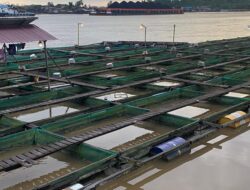 Perkuat Sektor Perikanan, Loa Ulung Galakkan Keramba Ikan