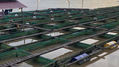 Perkuat Sektor Perikanan, Loa Ulung Galakkan Keramba Ikan