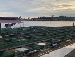 Dorong Budidaya Ikan Darat, DKP Kukar Ajak Warga Loa Ulung Kurangi Ketergantungan pada Sungai Mahakam