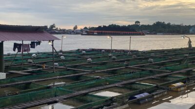 Dorong Budidaya Ikan Darat, DKP Kukar Ajak Warga Loa Ulung Kurangi Ketergantungan pada Sungai Mahakam
