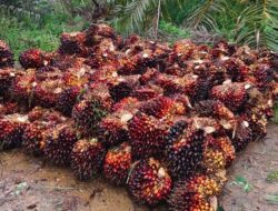 Disbun Kukar Fokus Kembangkan Perkebunan Berbasis Potensi Lokal