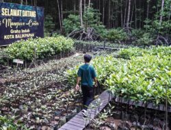 Akibat Kawasan Ekosistem Mangrove Minim Perhatian Pemprov Kaltim Inisiasi Pembentukan KKMD