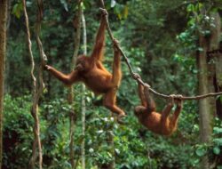 Genting Tanah Siapkan Ekowisata Konservasi Orang Utan Secara Mandiri