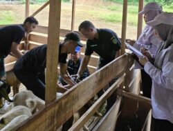 Kukar Salurkan 304 Ekor Kambing Boer ke Tujuh Kecamatan
