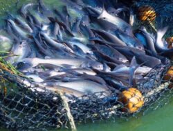 Potensi Perikanan Melimpah, Nelayan Sebulu Masih Hadapi Banyak Tantangan