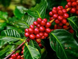 Perangat Baru Dorong Wajib Tanam Kopi, Permintaan Pasar Internasional Meningkat