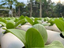 Lahan Menyusut, Samboja Barat Andalkan Hortikultura sebagai Masa Depan Pertanian