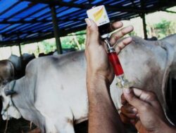 Surveilans Tahunan Jadi Pondasi Ketahanan Peternakan Kutim, Pemeriksaan Dini Dianggap Lebih Murah dari Biaya Wabah
