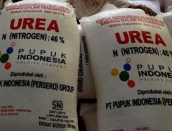 Kutim Tegaskan Pupuk Subsidi Hortikultura Khusus untuk Bawang Merah, Bawang Putih, dan Cabai