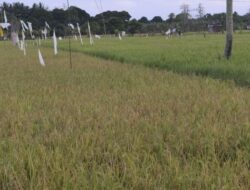 Alsintan Gerakkan Produktivitas, Kutim Berhasil Capai Tiga Kali Tanam Padi dalam Setahun